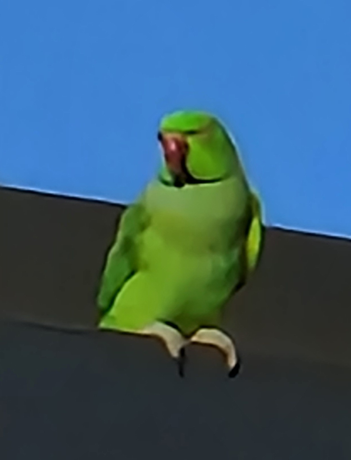 Ringneck Parakeet